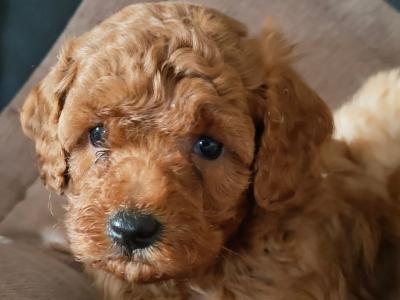 Miniature Poodle puppies in Galway