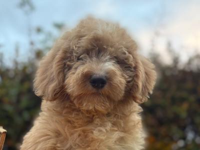 Bernedoodlen puppies (Bernese Mountain Dog x Poodle) in Limerick 🐶❤️