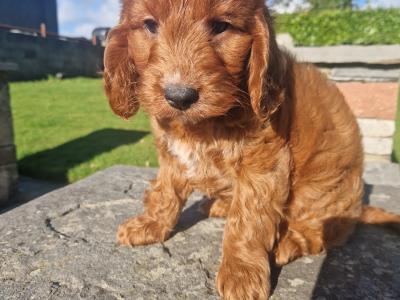Beautiful Cockapoo puppies in Wexford
