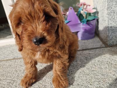 Beautiful Cockapoo puppies in Wexford