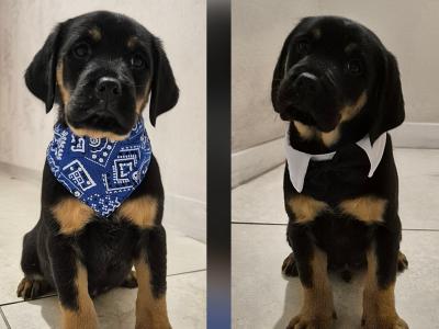 Sold Pending Collection- Chunky Labrador puppies in Tipperary