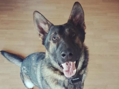 🐕‍🦺 Stunning German Shepherd Stud IKC Registered & Pedigree Cert.🐕‍🦺
