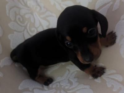 Male Dachshund puppy in Dublin - €750