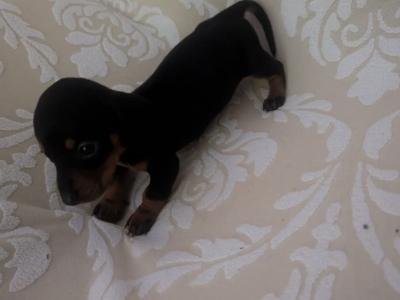 Male Dachshund puppy in Dublin - €750