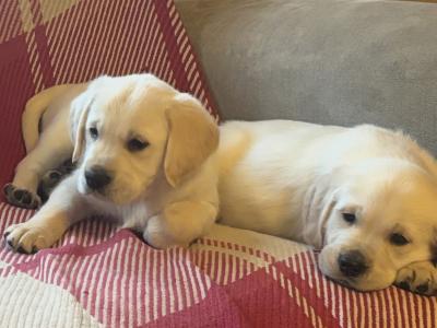 ❤️Adorable Labrador puppies in Offaly ❤️