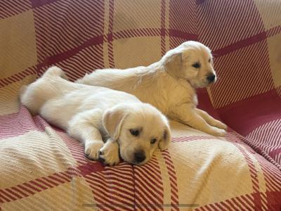 ❤️Adorable Labrador puppies in Offaly ❤️