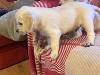 ❤️Adorable Labrador puppies in Offaly ❤️