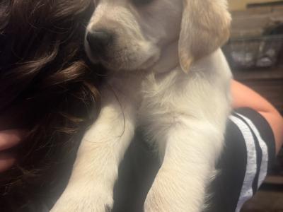 ❤️Adorable Labrador puppies in Offaly ❤️