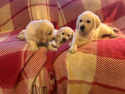 ❤️Adorable Labrador puppies in Offaly ❤️