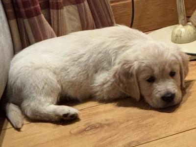 ❤️Adorable Labrador puppies in Offaly ❤️