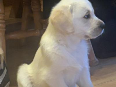 ❤️Adorable Labrador puppies in Offaly ❤️