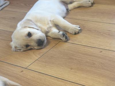 ❤️Adorable Labrador puppies in Offaly ❤️