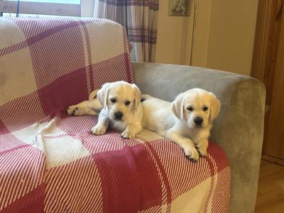 ❤️Adorable Labrador puppies in Offaly ❤️