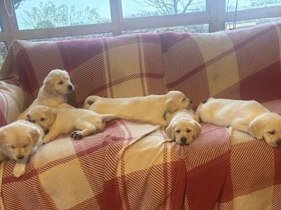 ❤️Adorable Labrador puppies in Offaly ❤️