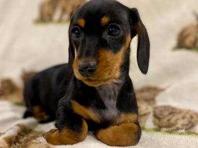 Miniature Dachshund puppies for sale in Monaghan!