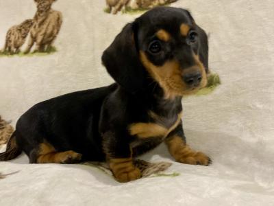 Miniature Dachshund puppies for sale in Monaghan!