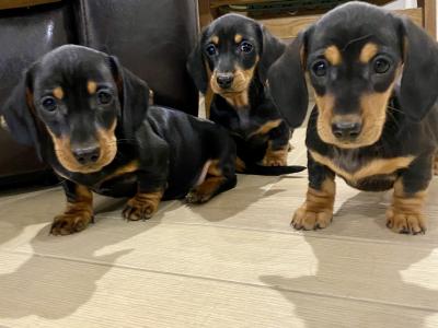 Miniature Dachshund puppies for sale in Monaghan!