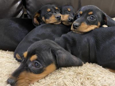 Miniature Dachshund puppies for sale in Monaghan!