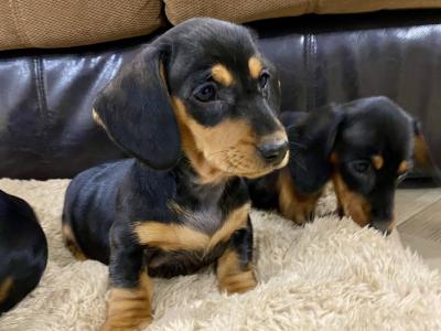Miniature Dachshund puppies for sale in Monaghan!