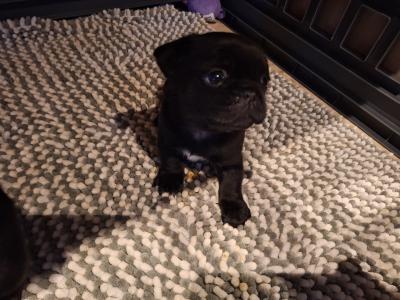 🐶 Pugzu puppies (Pug x Shih Tzu) in Galway 🐶