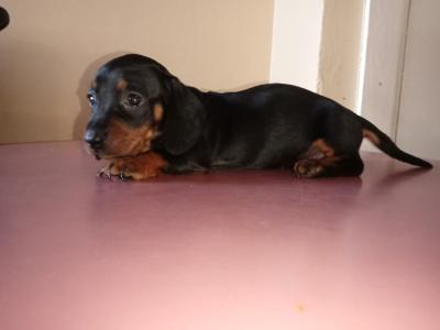 Purebred miniature Dachshund puppies in Cavan