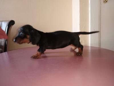 Purebred miniature Dachshund puppies in Cavan