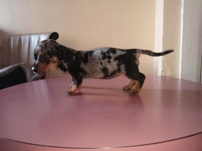 Purebred miniature Dachshund puppies in Cavan