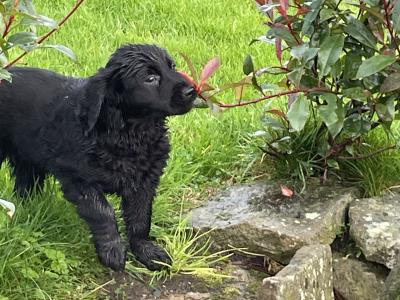 Golden Retriever x Border Collie puppies in Leitrim