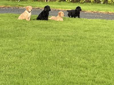 Golden Retriever x Border Collie puppies in Leitrim