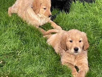 Golden Retriever x Border Collie puppies in Leitrim