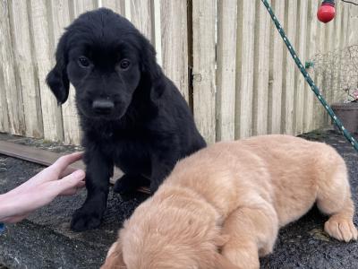 Golden Retriever x Border Collie puppies in Leitrim