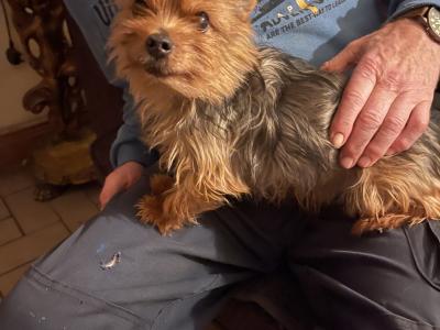 Yorkshire Terrier puppies in Monaghan