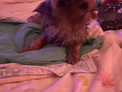 Yorkshire Terrier puppies in Monaghan