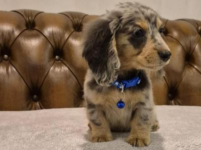 IKC Registered(pending) Miniature Dachshund puppies in Kildare