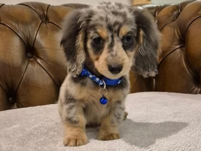 IKC Registered(pending) Miniature Dachshund puppies in Kildare