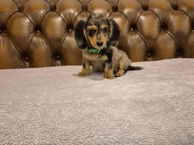 IKC Registered(pending) Miniature Dachshund puppies in Kildare
