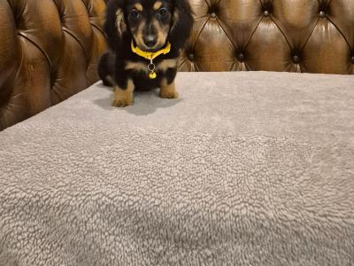 IKC Registered(pending) Miniature Dachshund puppies in Kildare