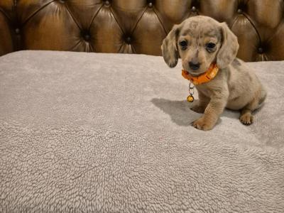 IKC Registered(pending) Miniature Dachshund puppies in Kildare