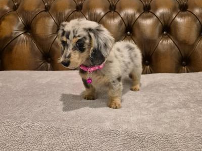 IKC Registered(pending) Miniature Dachshund puppies in Kildare