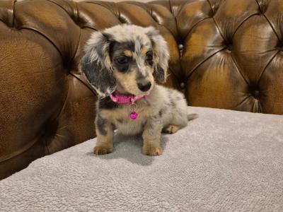 IKC Registered(pending) Miniature Dachshund puppies in Kildare