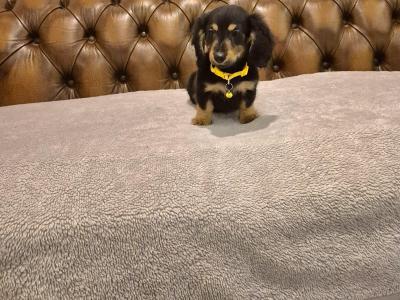 IKC Registered(pending) Miniature Dachshund puppies in Kildare