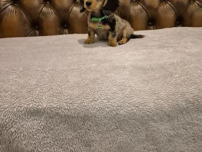 IKC Registered(pending) Miniature Dachshund puppies in Kildare