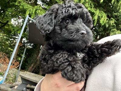 Willow is a beautiful female Cavaspoodle puppy 4 months old for sale in Laois