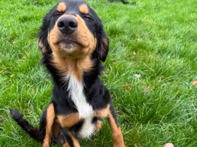 Kobi is a 6 month old male Bernese Mountain Dog x Border  Collie/Labrador puppy for sale in Sligo