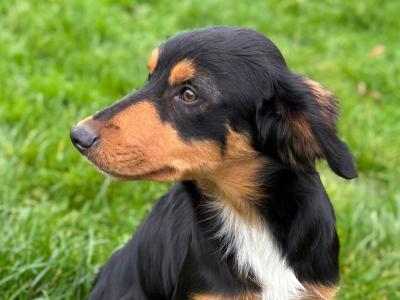 Kobi is a 6 month old male Bernese Mountain Dog x Border  Collie/Labrador puppy for sale in Sligo