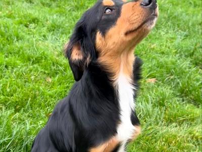 Kobi is a 6 month old male Bernese Mountain Dog x Border  Collie/Labrador puppy for sale in Sligo