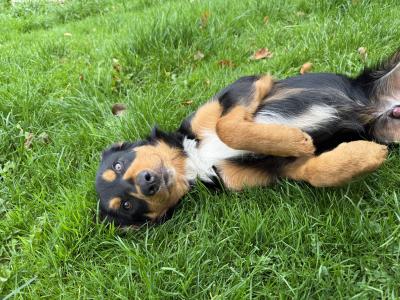 Kobi is a 6 month old male Bernese Mountain Dog x Border  Collie/Labrador puppy for sale in Sligo