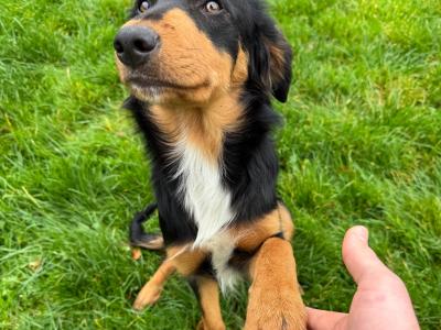 Kobi is a 6 month old male Bernese Mountain Dog x Border  Collie/Labrador puppy for sale in Sligo