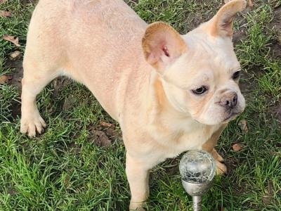 French Bulldog puppies in Dublin