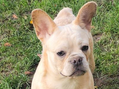 French Bulldog puppies in Dublin